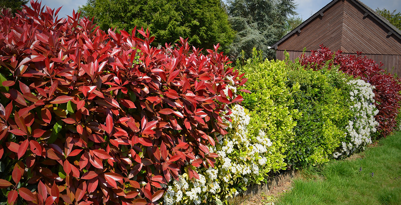 Hedges, property boundaries and next-door neighbours