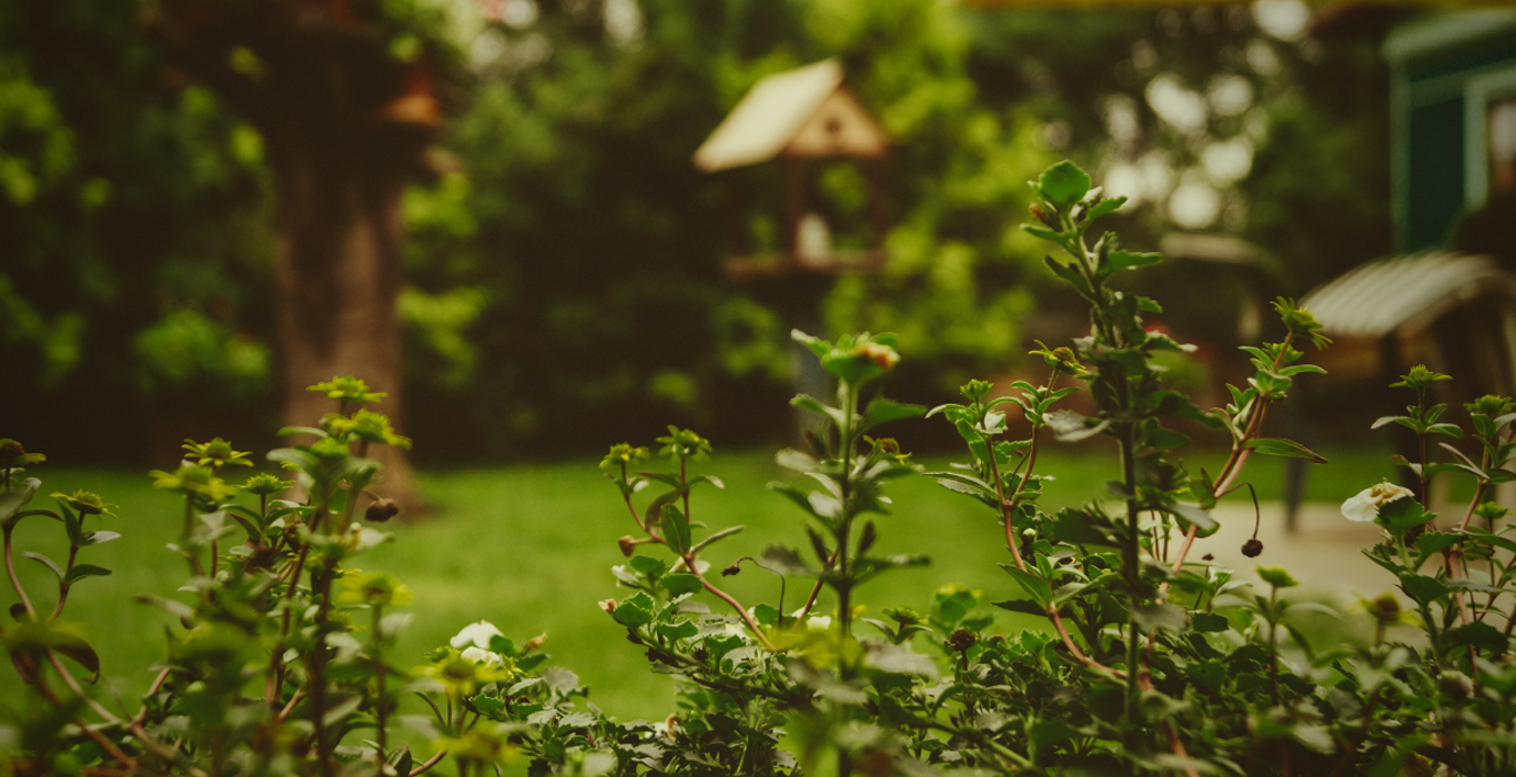 The beauty of backyard privacy