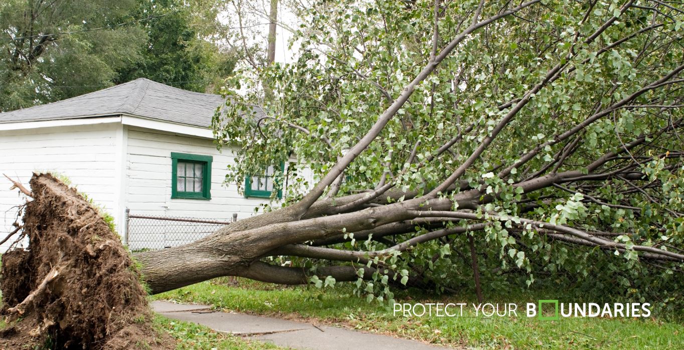 Fallen Trees on Your Property (Ontario): Who’s Responsible & How Your Land Survey Can Help