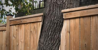 Boundary Trees in Ontario