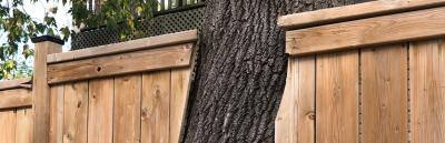 Boundary Trees in Ontario